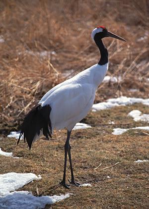 広島駅から徒歩4分の快適ステイ！東横INN広島駅新幹線口1の魅力と詳細情報