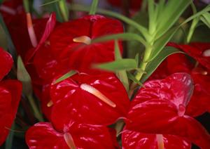 出雲市の温泉旅館徹底比較2025年最新情報：快適な滞在と絶景を楽しむ最良の選択